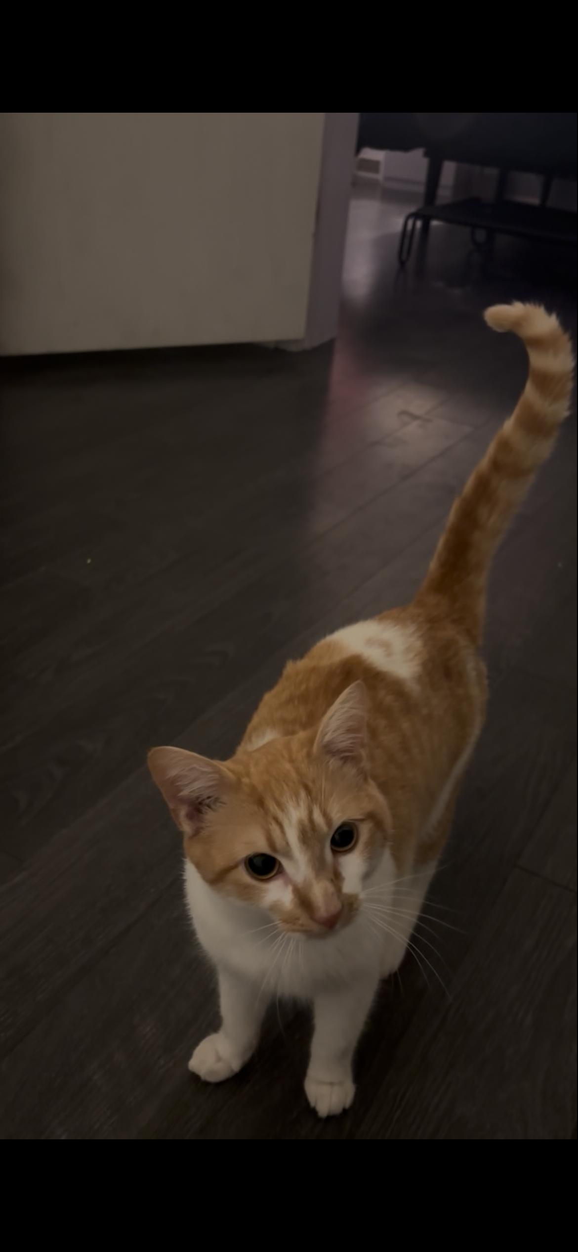 Cosmo, a ADOPTABLE Domestic Short Hair in Little River, SC image 4/4