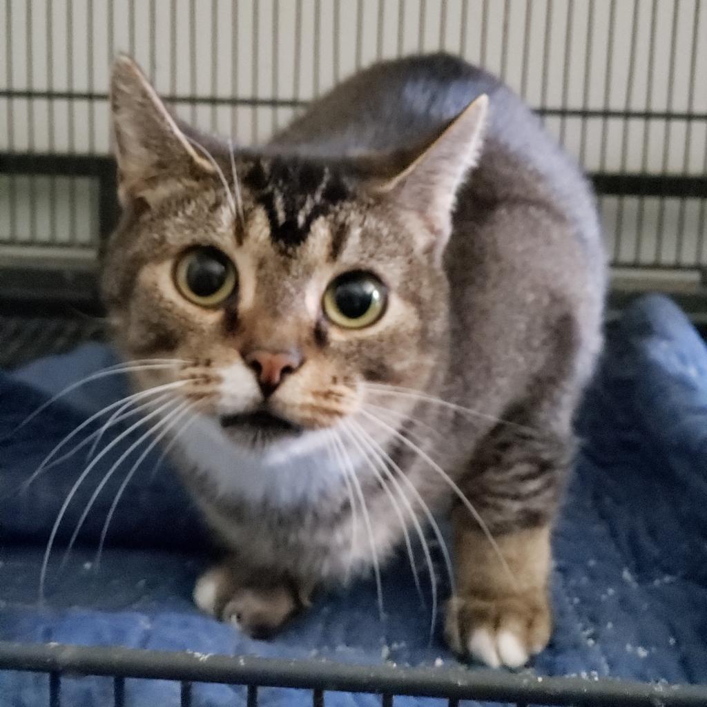Enlarge Judy, a Adoptable American Shorthair in Columbus, OH image 1/4