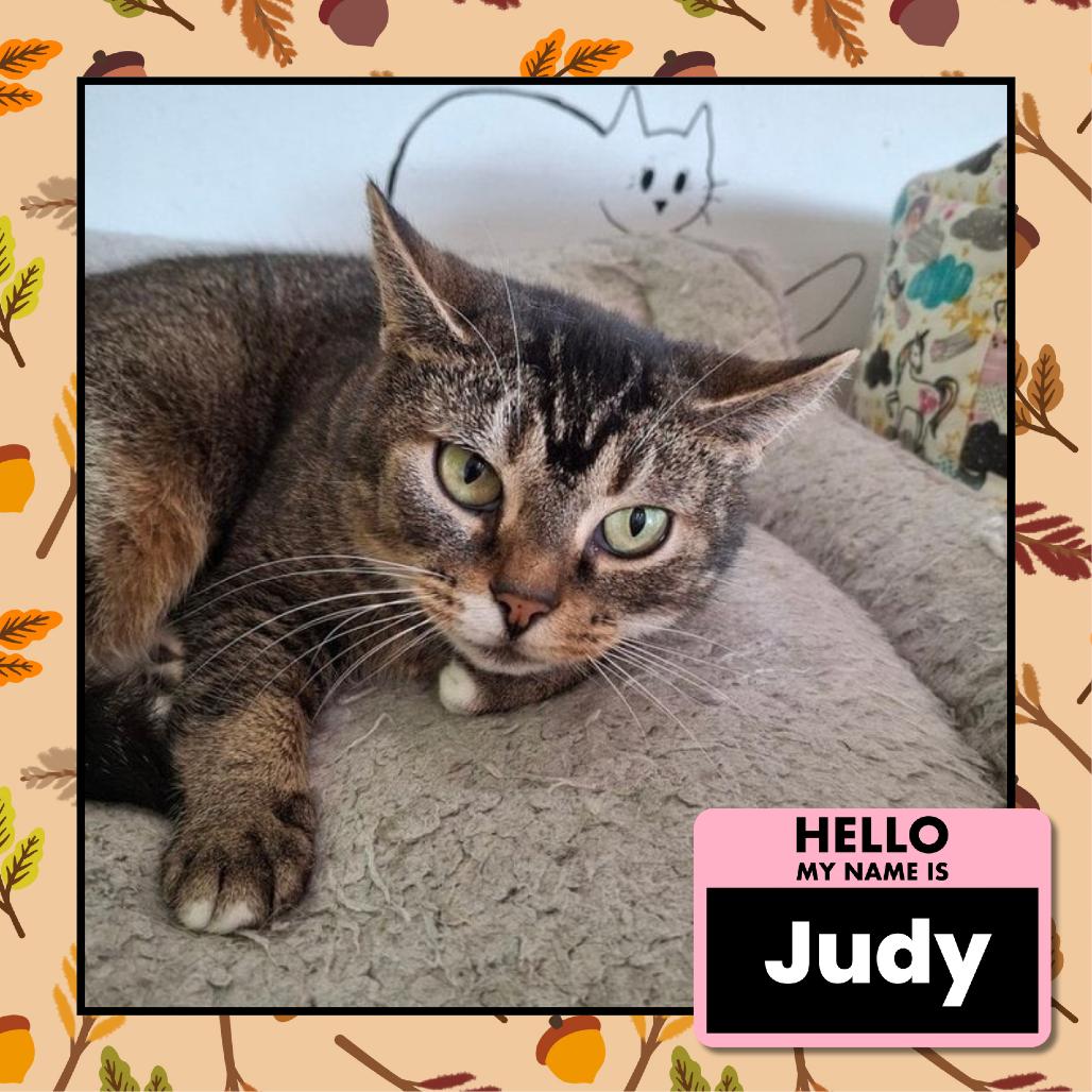Enlarge Judy, a Adoptable American Shorthair in Columbus, OH image 3/4