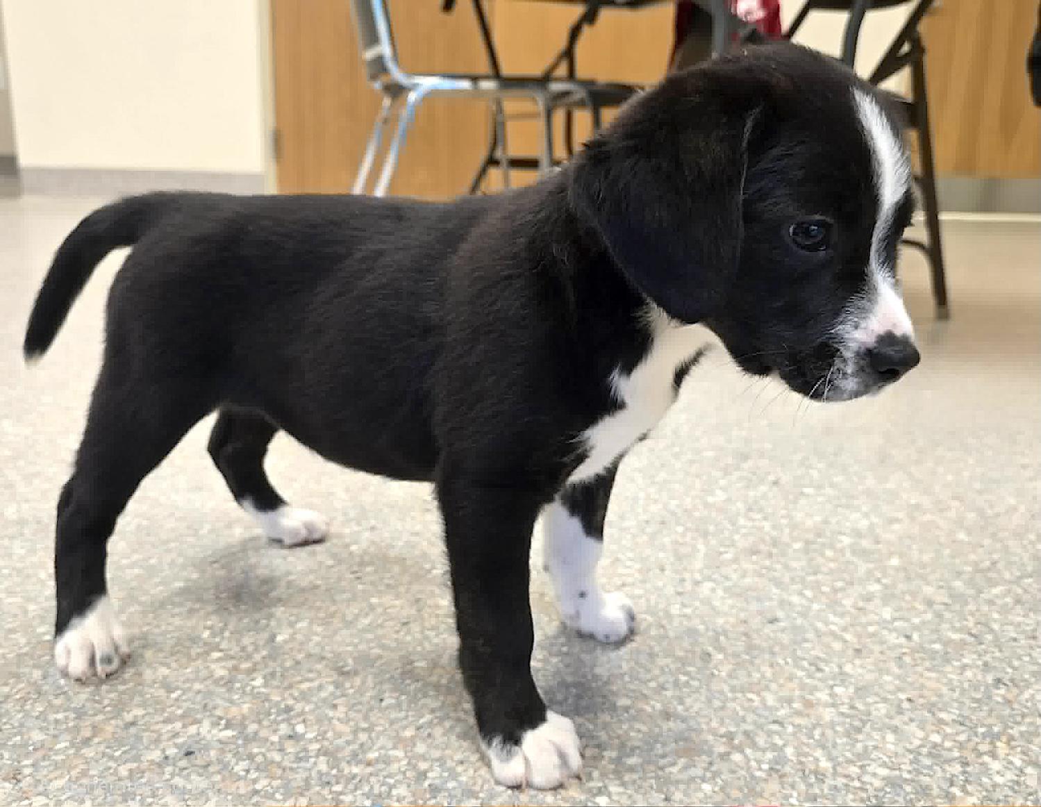Patsy, a ADOPTABLE mixed breed in Bedford, VA image 3/5