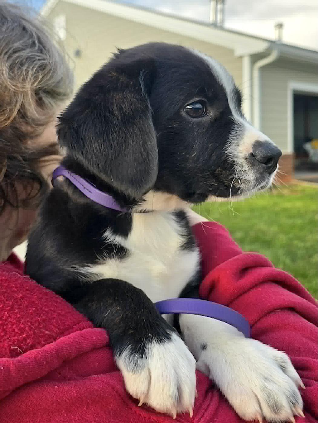 Patsy, a ADOPTABLE mixed breed in Bedford, VA image 2/5
