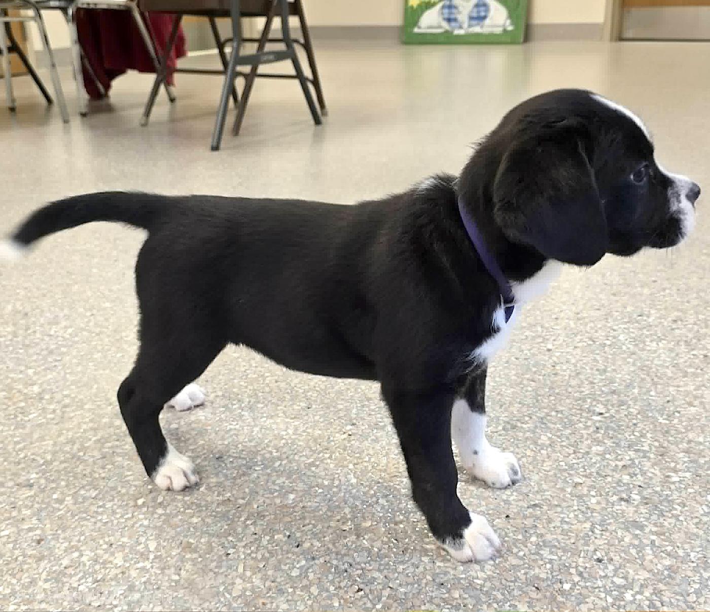 Patsy, a ADOPTABLE mixed breed in Bedford, VA image 5/5