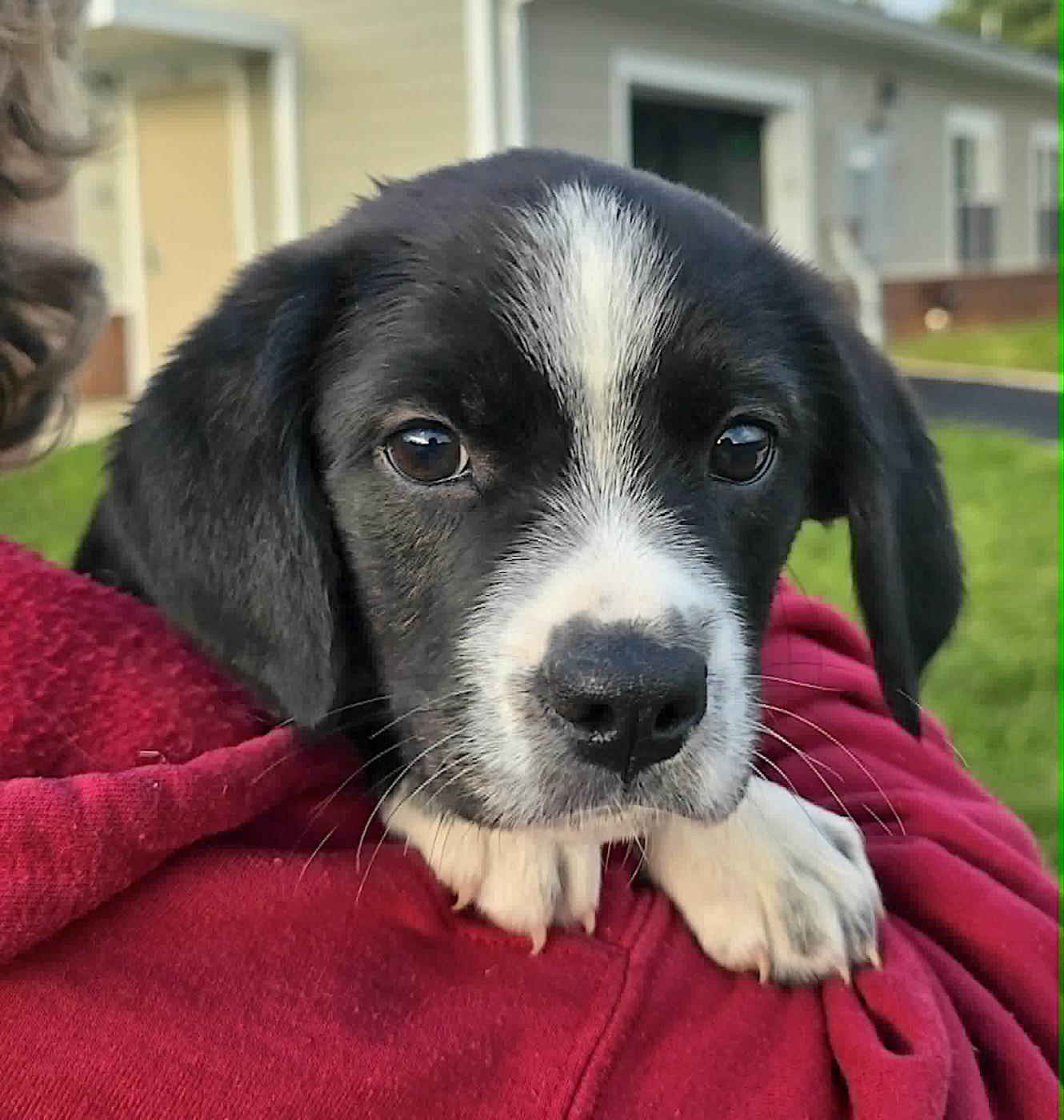 Patsy, ADOPTABLE, Puppy Female Border Collie & Labrador Retriever.