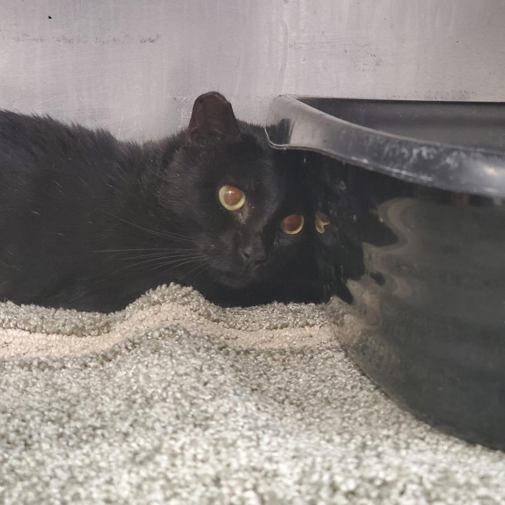 Jelly, Adoptable, Adult Male Domestic Short Hair.