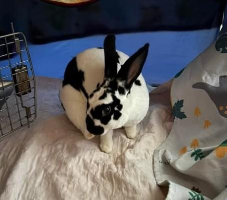 Bestie Boop, adopted, Adult Female Rex.