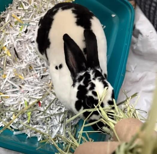 Bestie Boop, an adopted mixed breed in Paradis, LA image 2/2