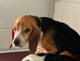 Batman, ADOPTABLE, Adult Male Beagle.