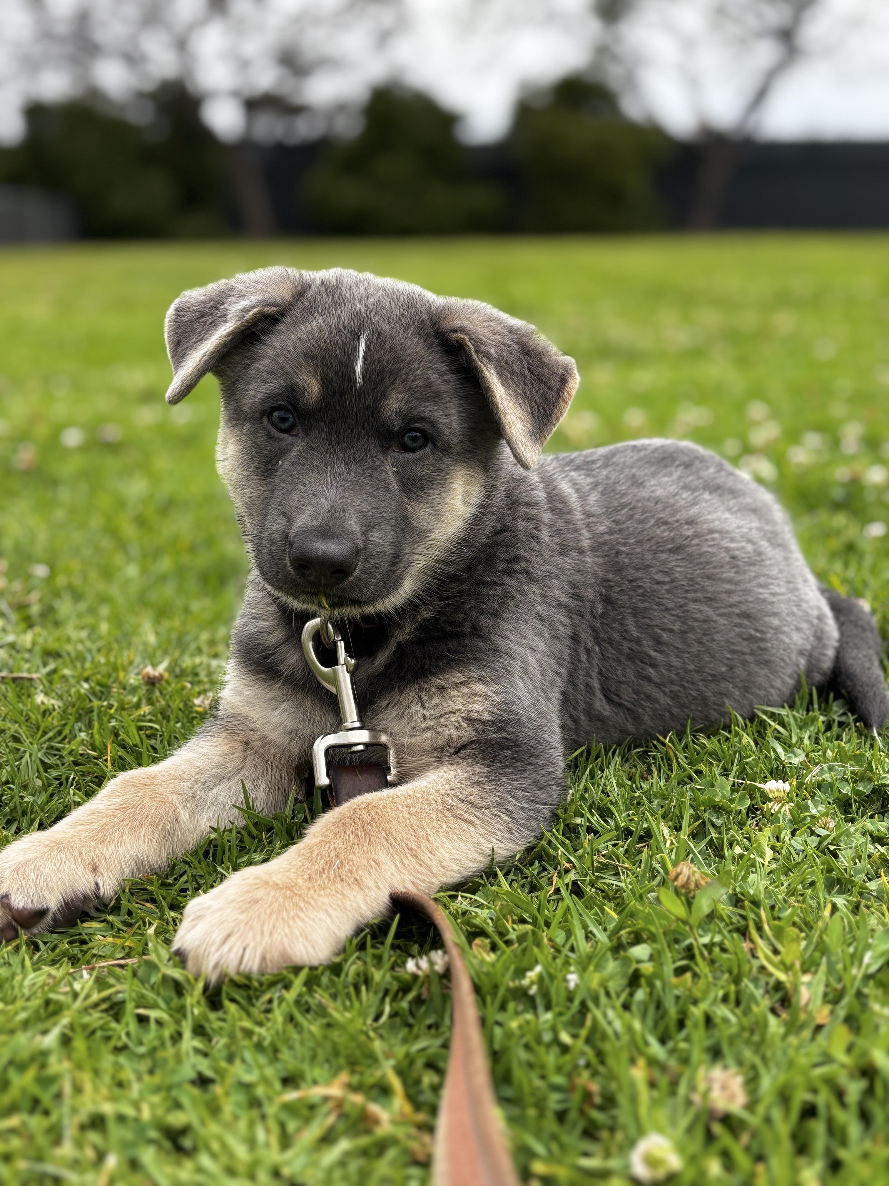 Bolt, Adopted, Puppy Male German Shepherd Dog & Siberian Husky.