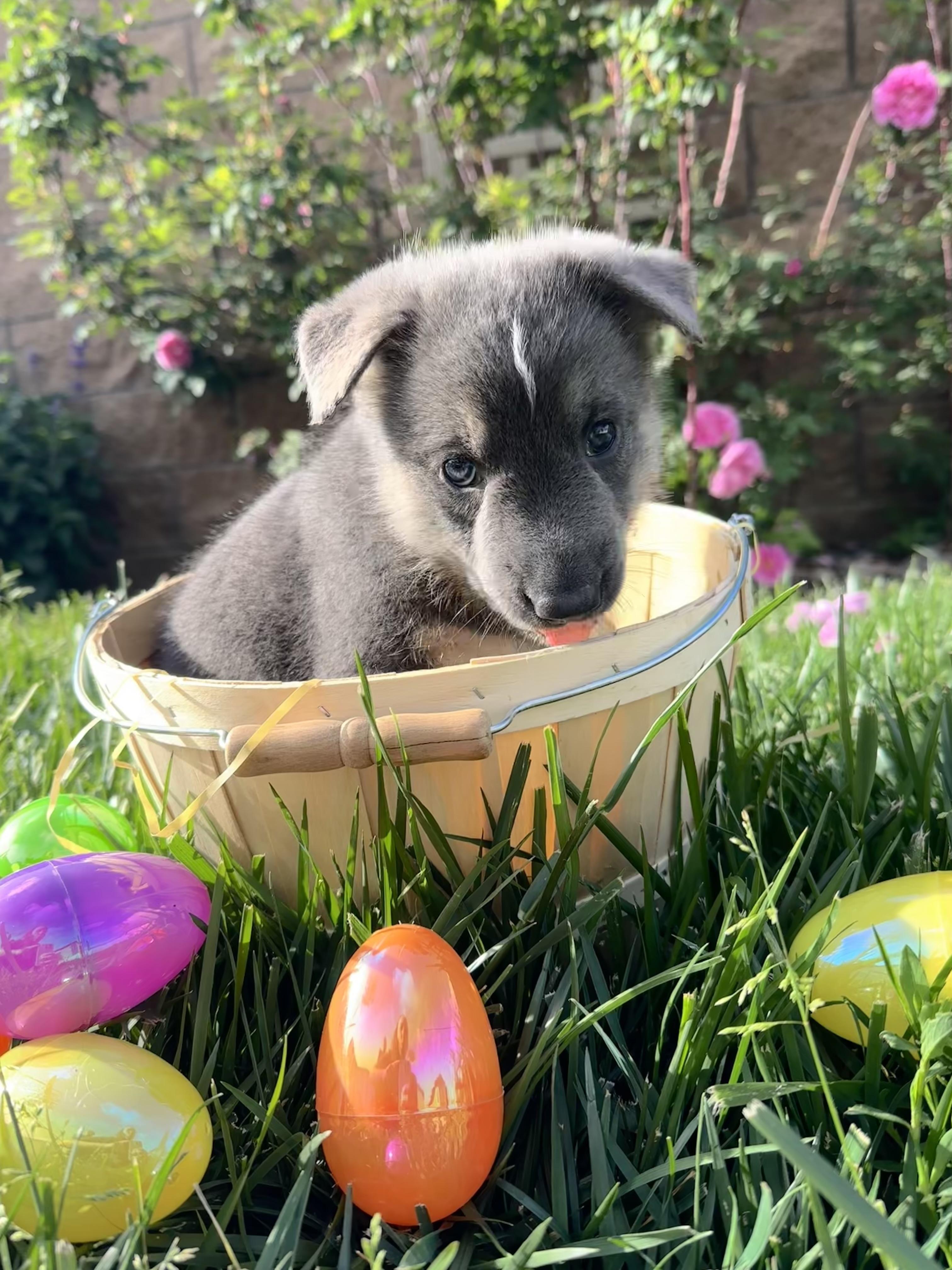 Bolt, Adopted, Puppy Male German Shepherd Dog & Siberian Husky.