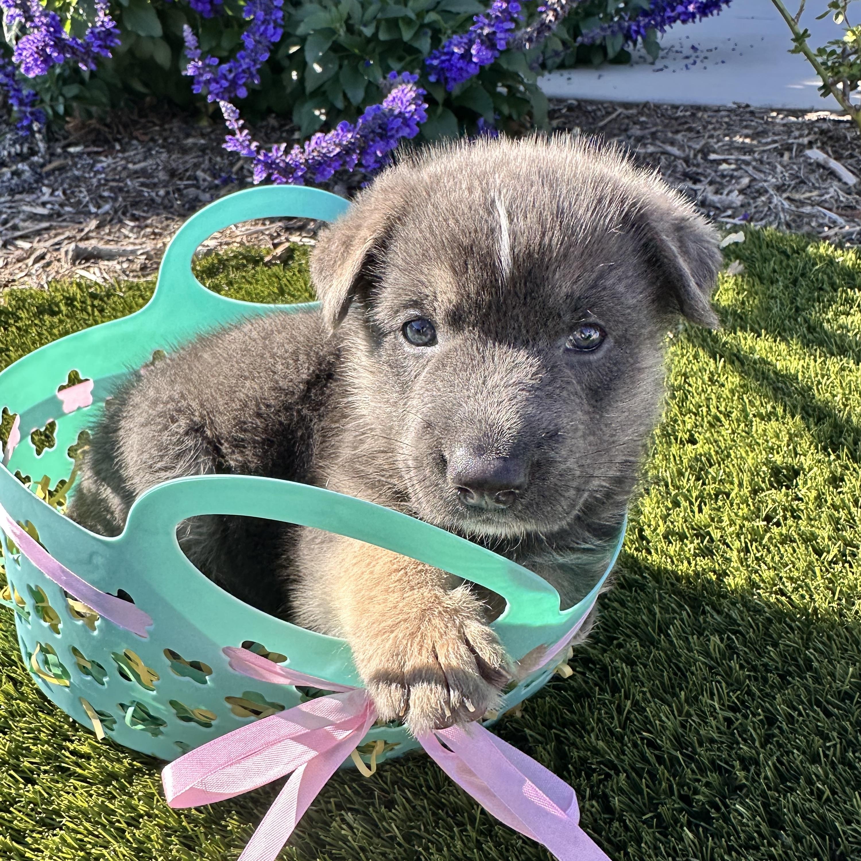 Enlarge Bolt, a Adopted mixed breed in Santee, CA image 4/6