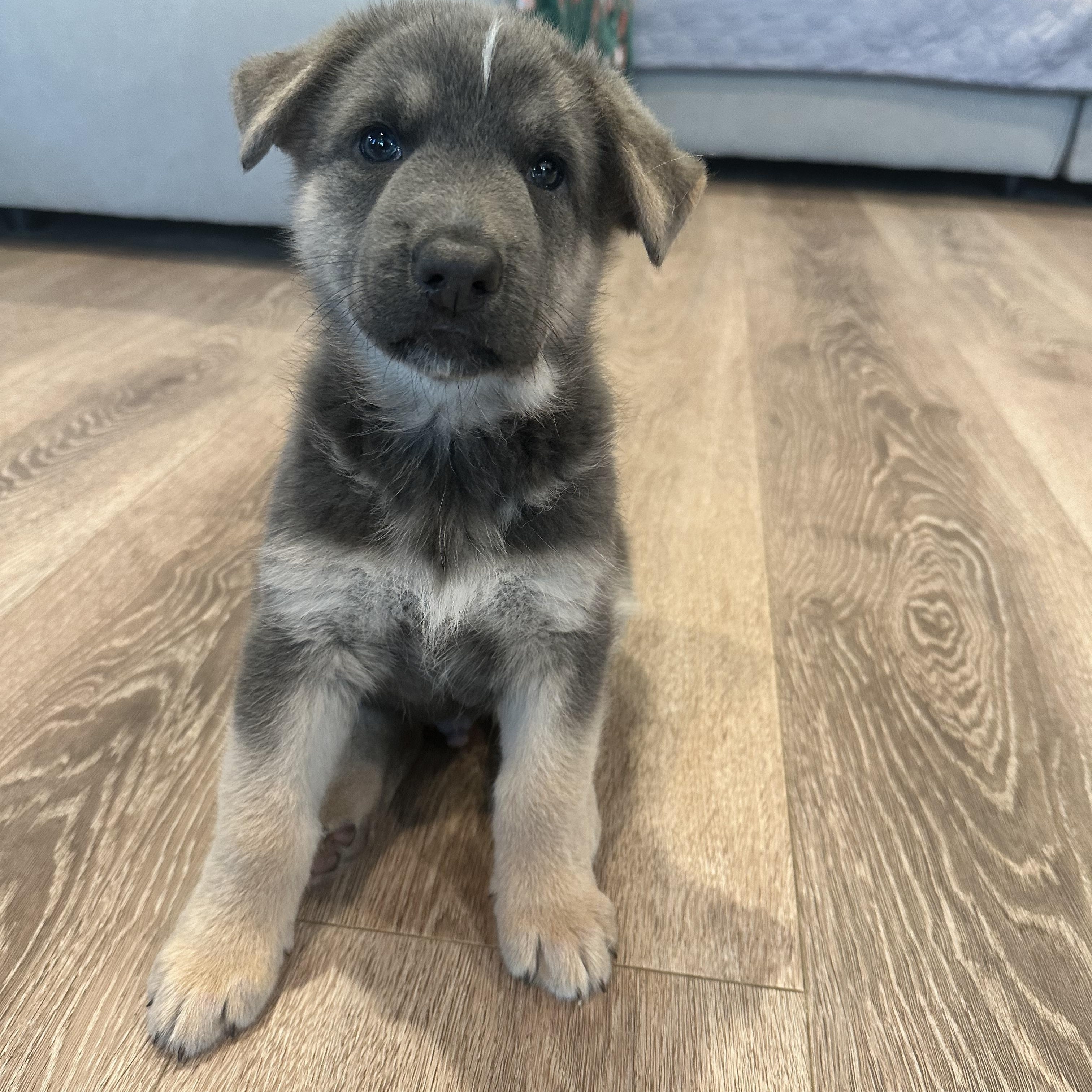 Enlarge Bolt, a Adopted mixed breed in Santee, CA image 6/6