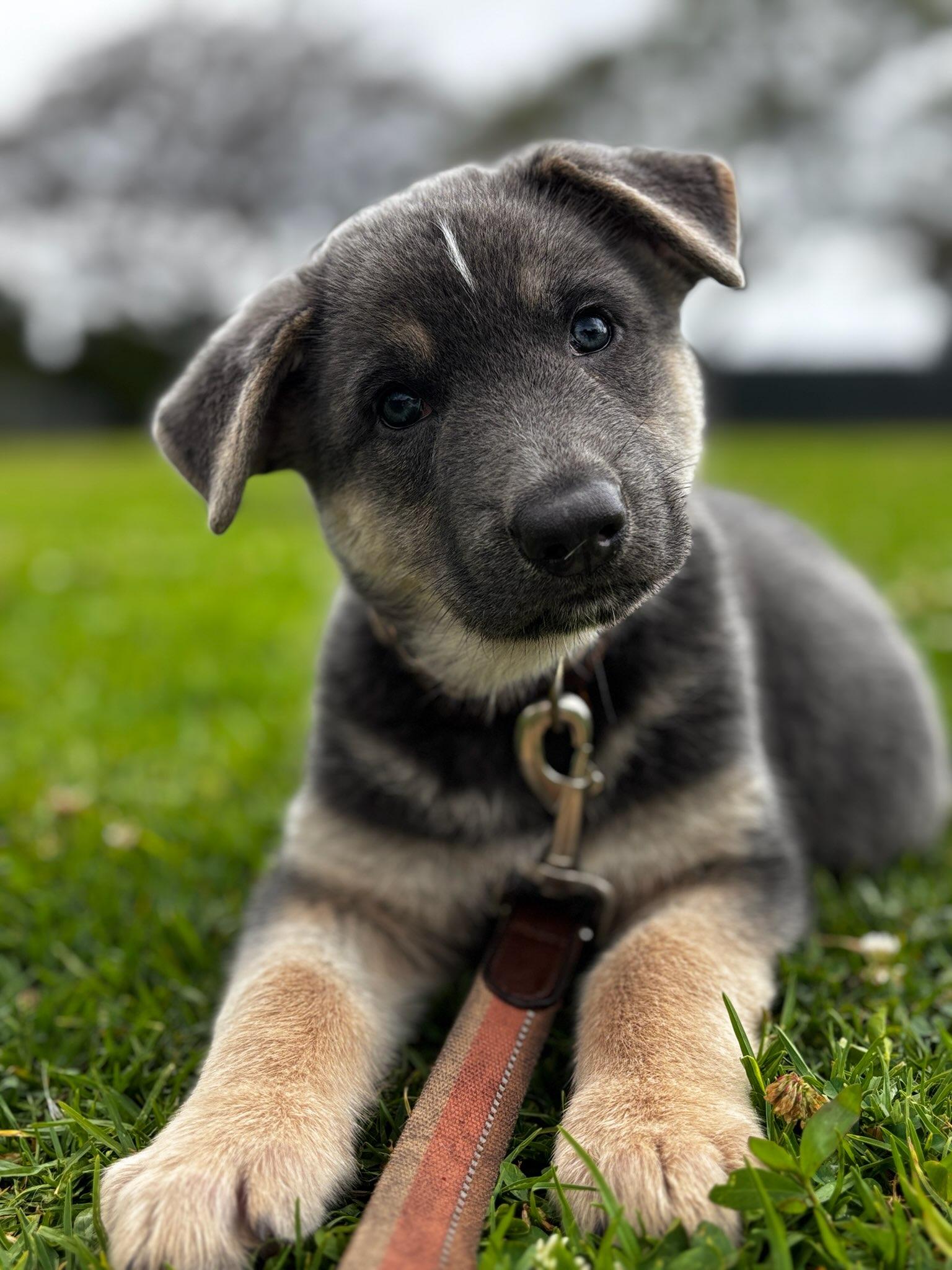 Enlarge Bolt, a Adopted mixed breed in Santee, CA image 2/6