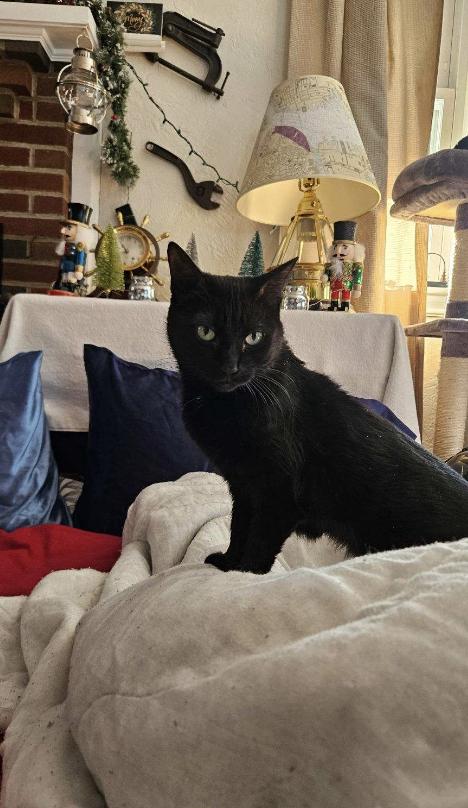 Charlie, a Adoptable Domestic Short Hair in Winthrop, MA image 3/3