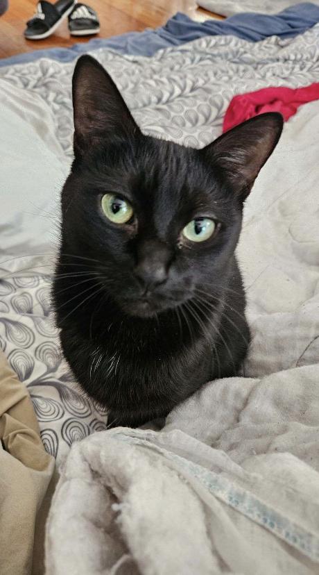 Charlie, a Adoptable Domestic Short Hair in Winthrop, MA image 1/3