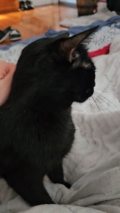 Enlarge Charlie, a Adoptable Domestic Short Hair in Winthrop, MA video 2/3