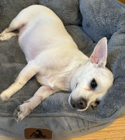 LouLou, a ADOPTABLE mixed breed in Brooklyn, NY image 2/6