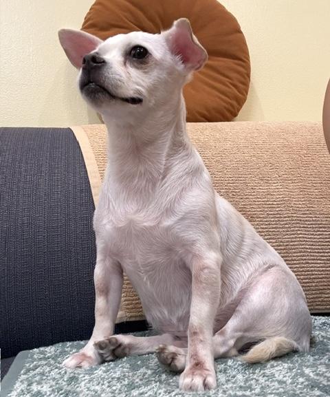 LouLou, a ADOPTABLE mixed breed in Brooklyn, NY image 6/6