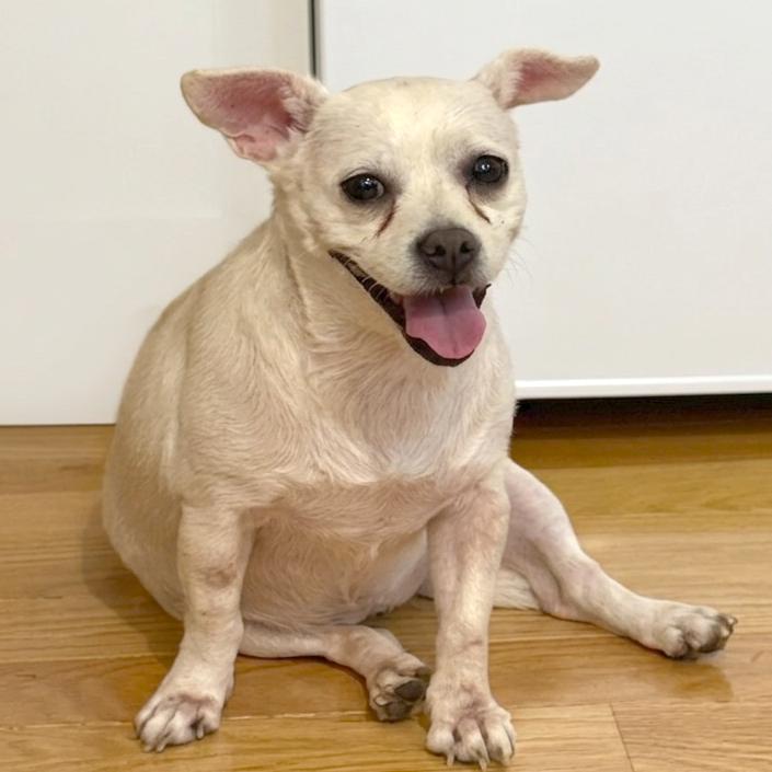 LouLou, ADOPTABLE, Adult Female Chihuahua.