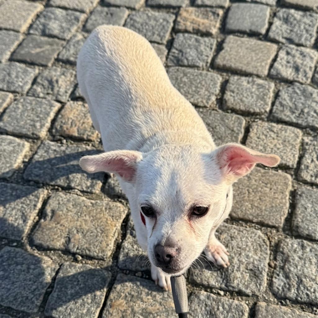 LouLou, a ADOPTABLE mixed breed in Brooklyn, NY image 3/6