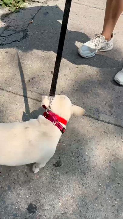 Enlarge LouLou, a ADOPTABLE mixed breed in Brooklyn, NY video 5/6