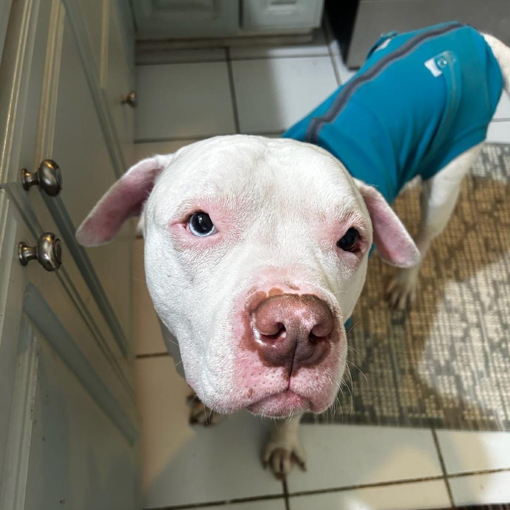 Lincoln, Adoptable, Adult Male American Bulldog.