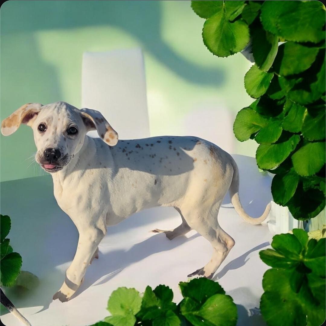 Enlarge Jasper , an adopted mixed breed in Elwood, NJ image 6/6