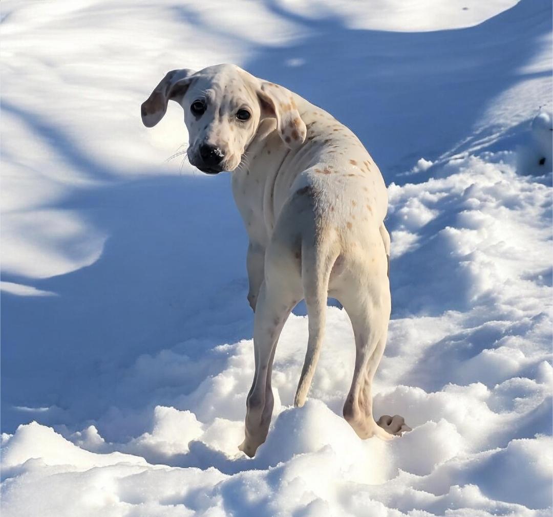 Enlarge Jasper , an adopted mixed breed in Elwood, NJ image 4/6