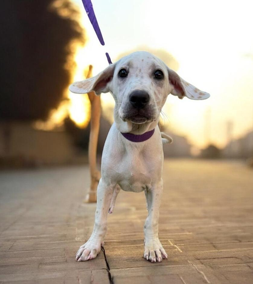 Enlarge Jasper , an adopted mixed breed in Elwood, NJ image 3/6