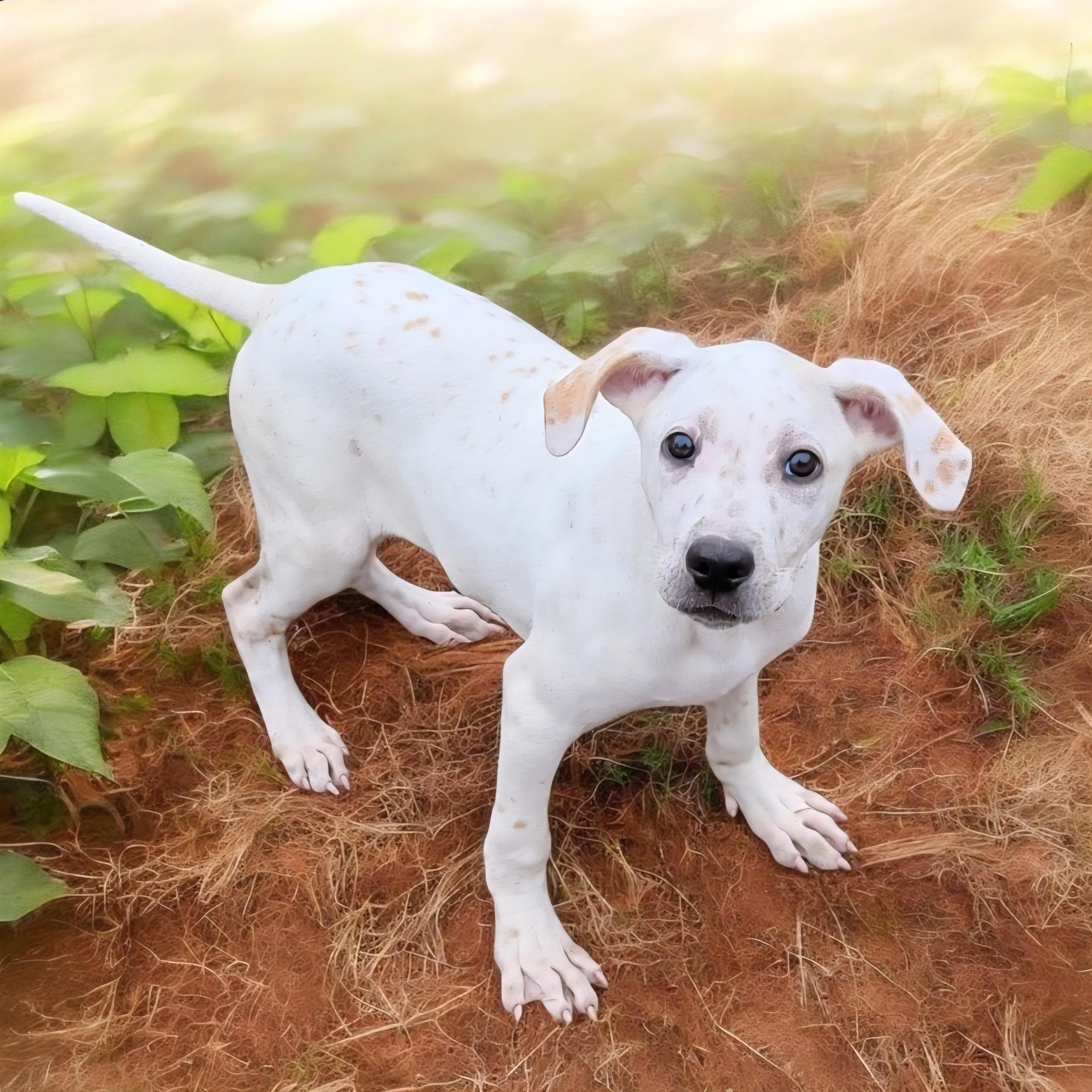 Jasper , adopted, Puppy Male Pointer & Hound.