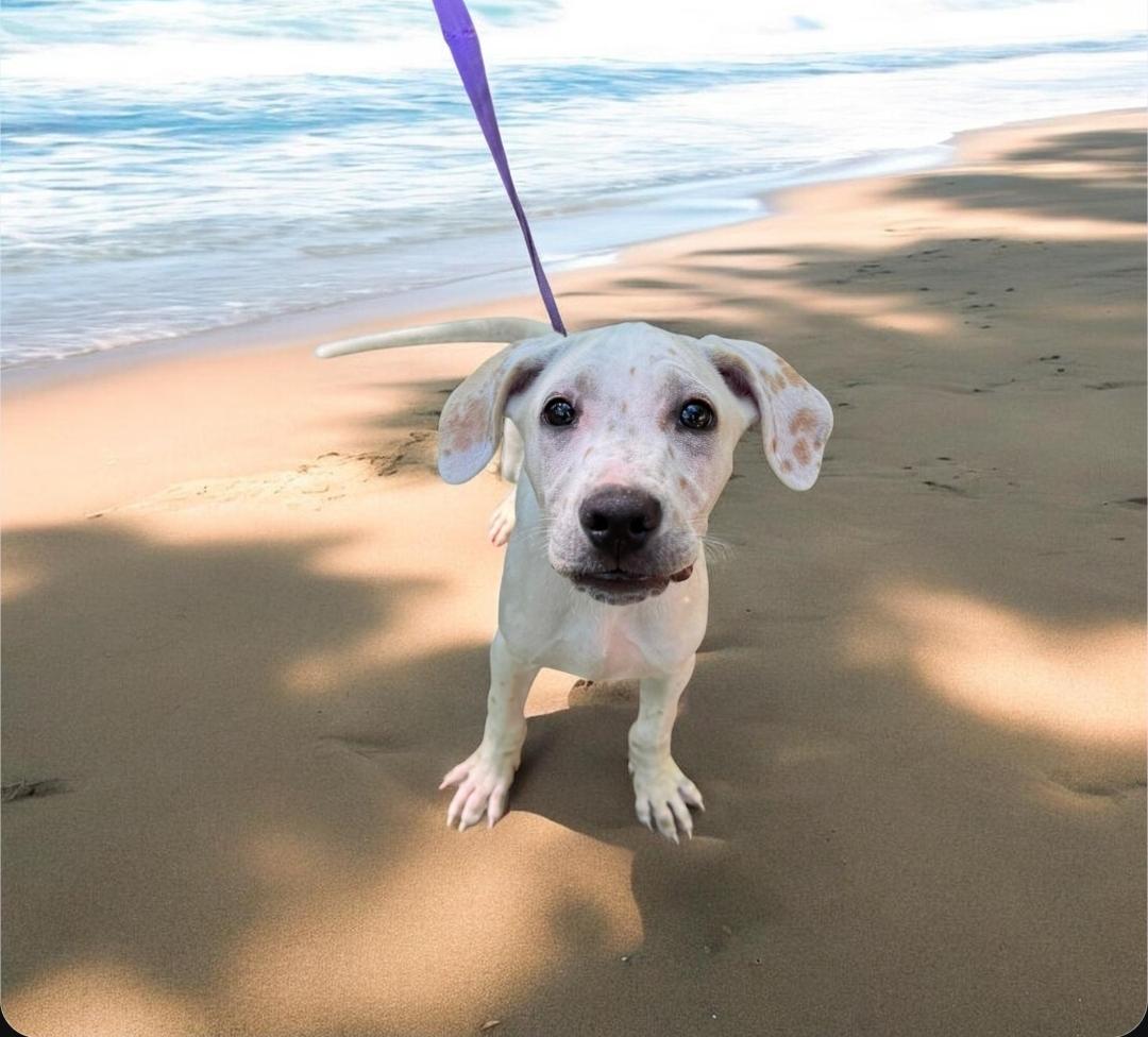 Enlarge Jasper , an adopted mixed breed in Elwood, NJ image 5/6