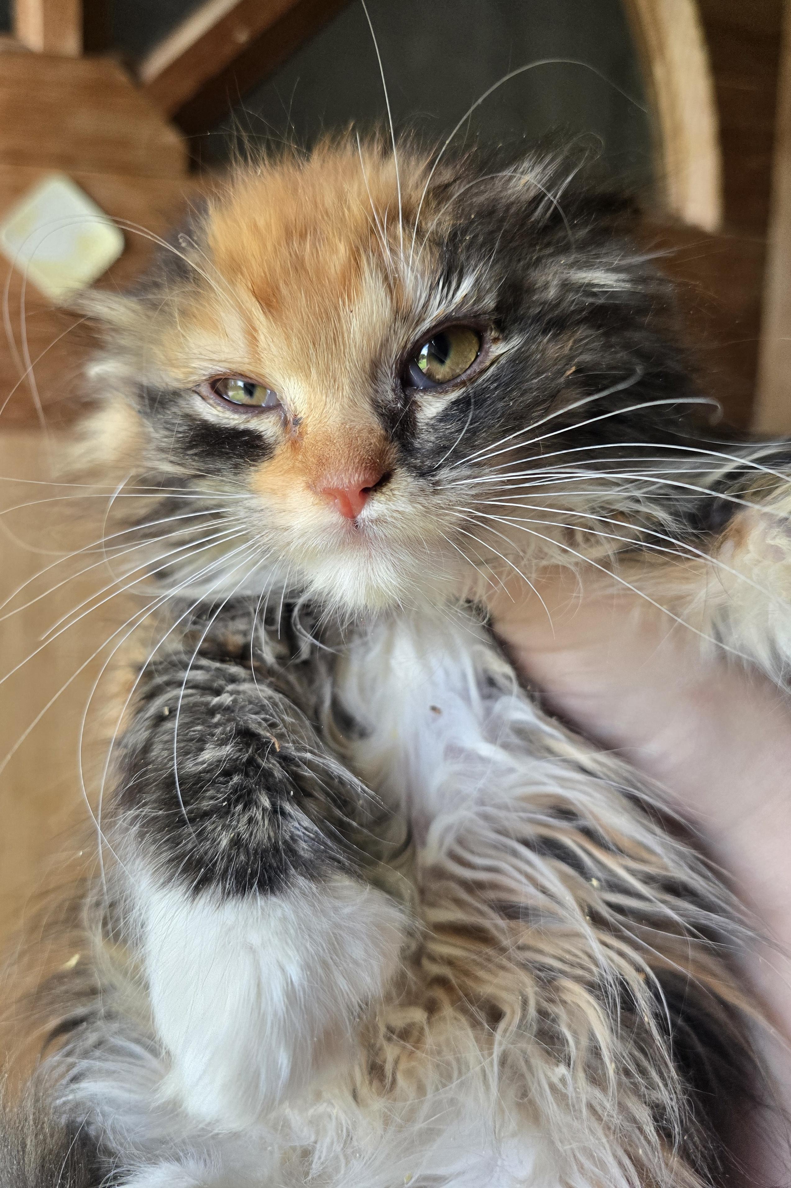 Fiona our grumpy cat, an adoptable Domestic Long Hair in Elizabeth, PA image 1/4