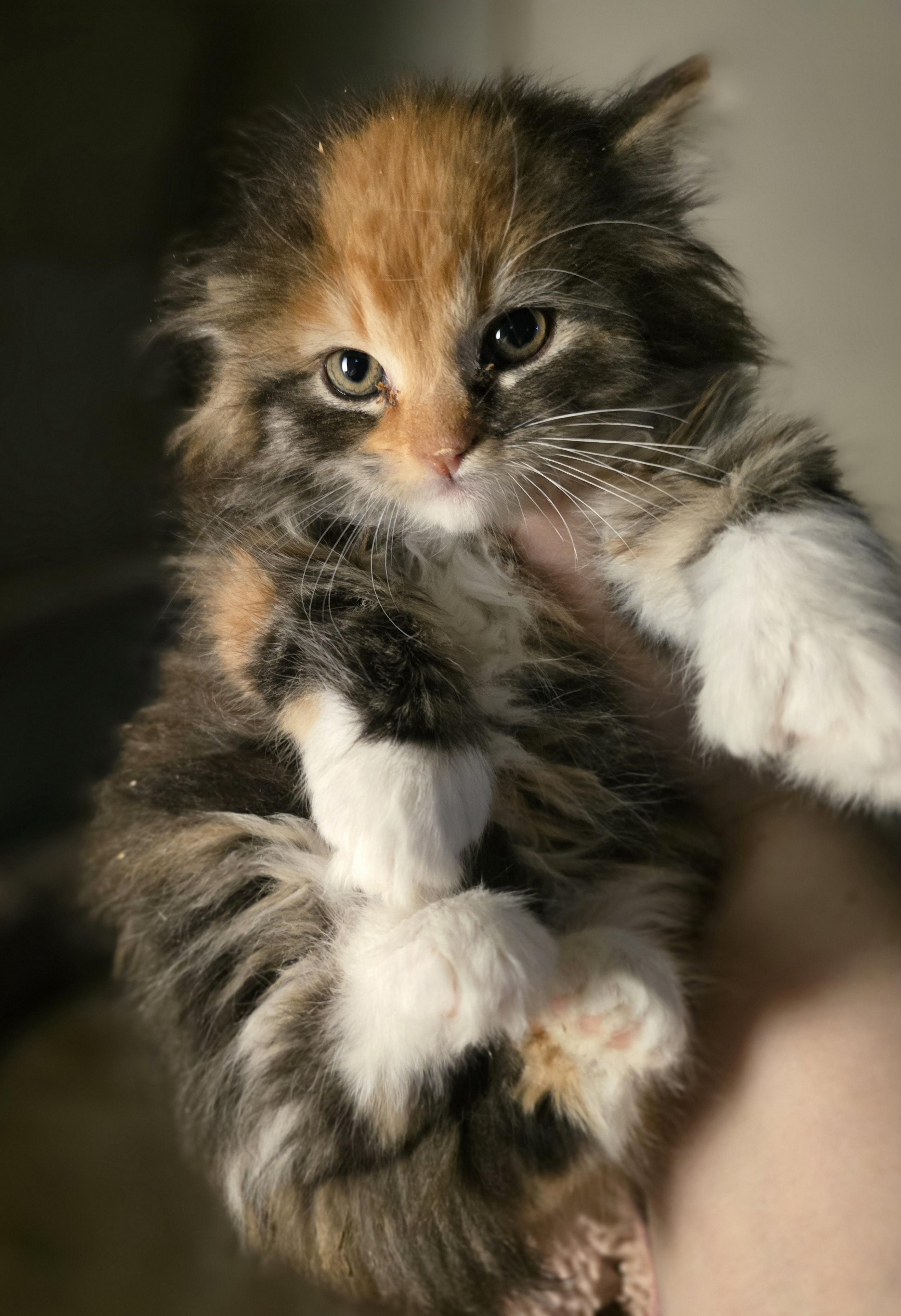Fiona our grumpy cat, an adoptable Domestic Long Hair in Elizabeth, PA image 4/4