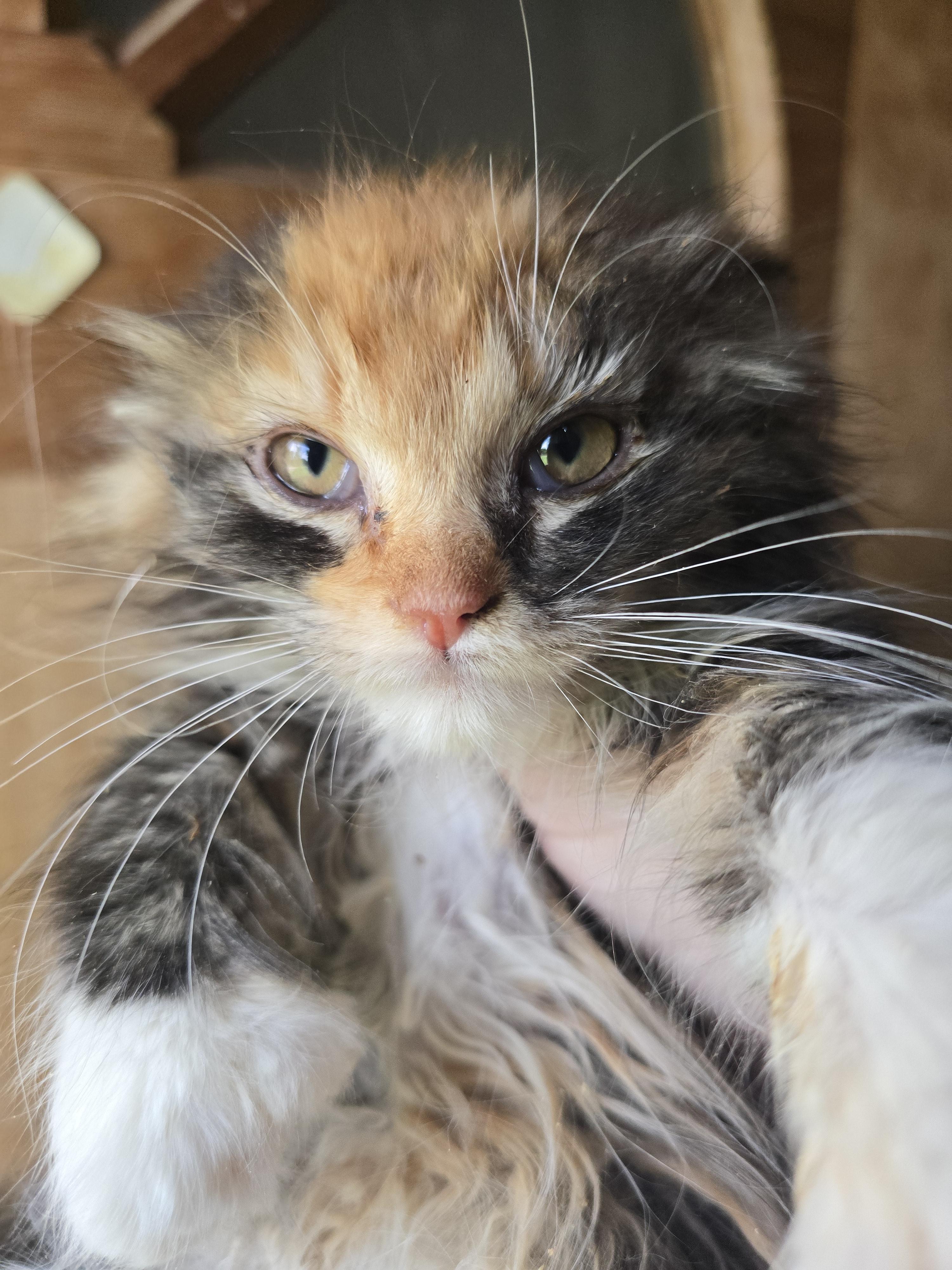 Fiona our grumpy cat, an adoptable Domestic Long Hair in Elizabeth, PA image 2/4