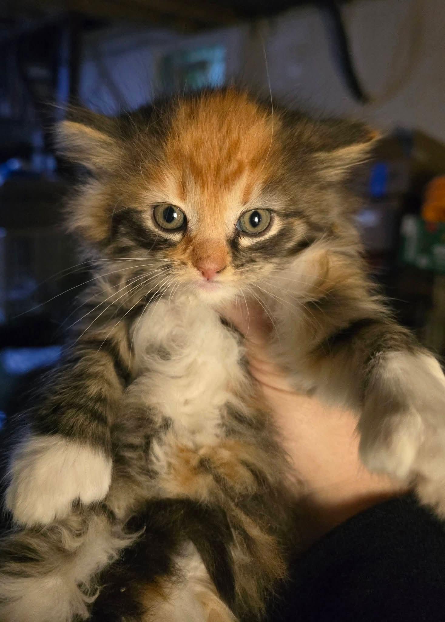 Fiona our grumpy cat, an adoptable Domestic Long Hair in Elizabeth, PA image 3/4