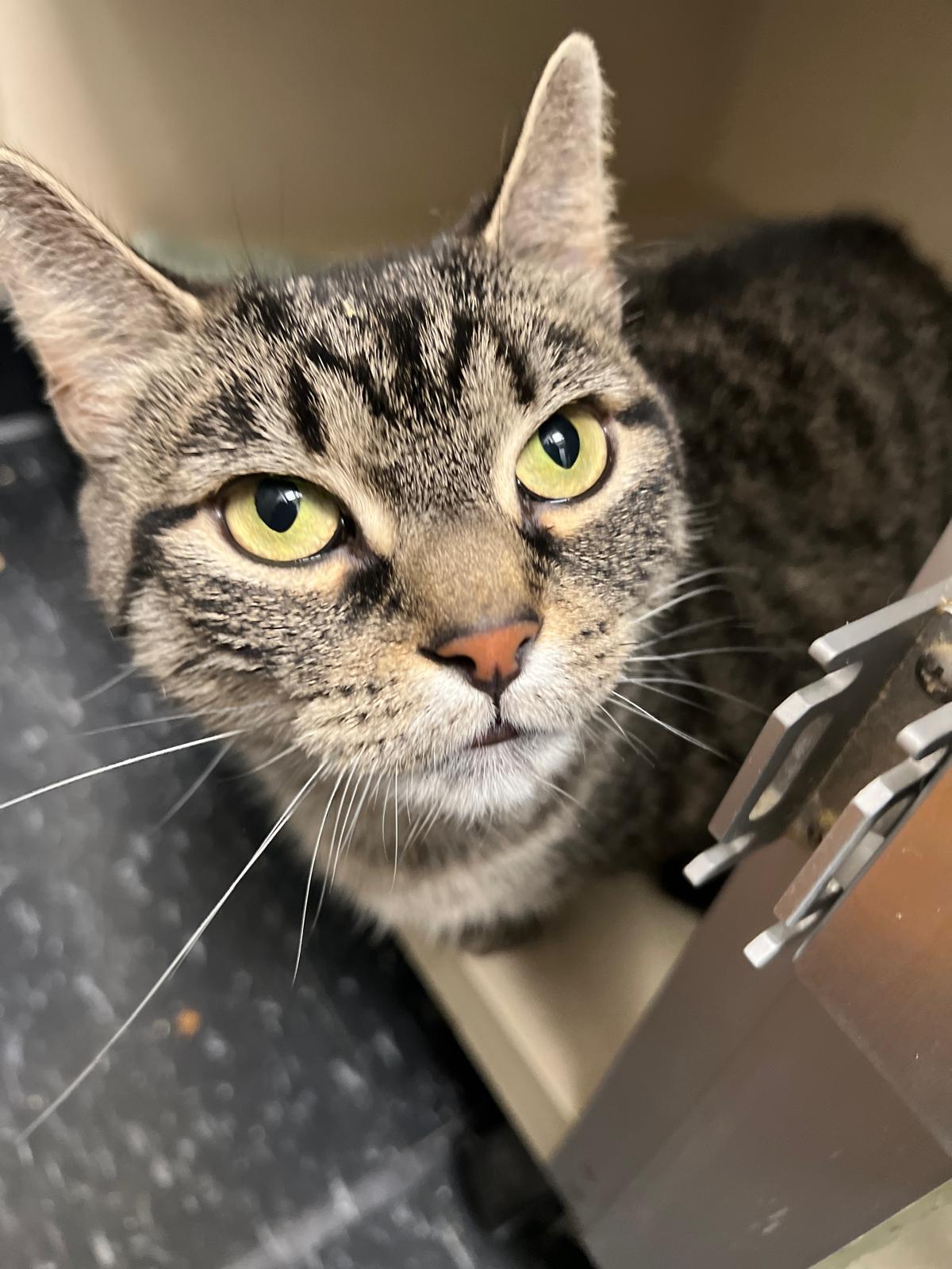 Enlarge Chi Chi the Foodie, a Adoptable Domestic Short Hair in Brooklyn, NY image 1/6