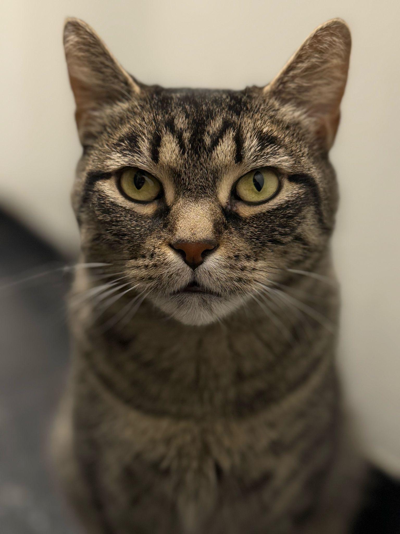 Enlarge Chi Chi the Foodie, a Adoptable Domestic Short Hair in Brooklyn, NY image 3/6
