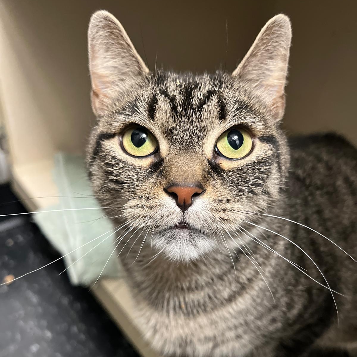 Enlarge Chi Chi the Foodie, a Adoptable Domestic Short Hair in Brooklyn, NY image 4/6