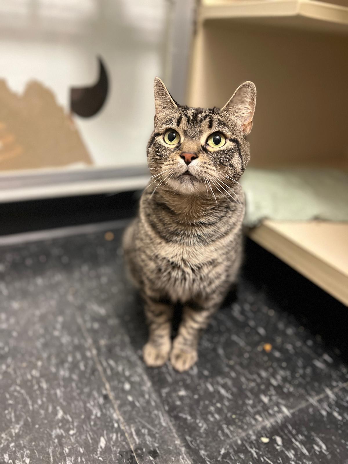 Enlarge Chi Chi the Foodie, a Adoptable Domestic Short Hair in Brooklyn, NY image 5/6