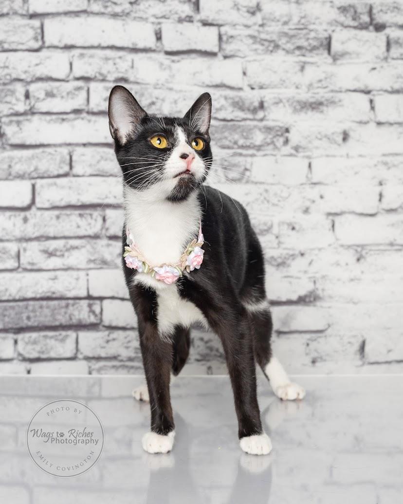 Enlarge Alice - Adopted, an adopted mixed breed in Knoxville, TN image 3/6