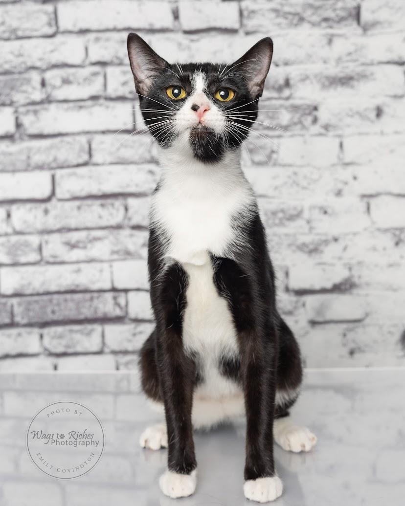 Enlarge Alice - Adopted, an adopted mixed breed in Knoxville, TN image 5/6