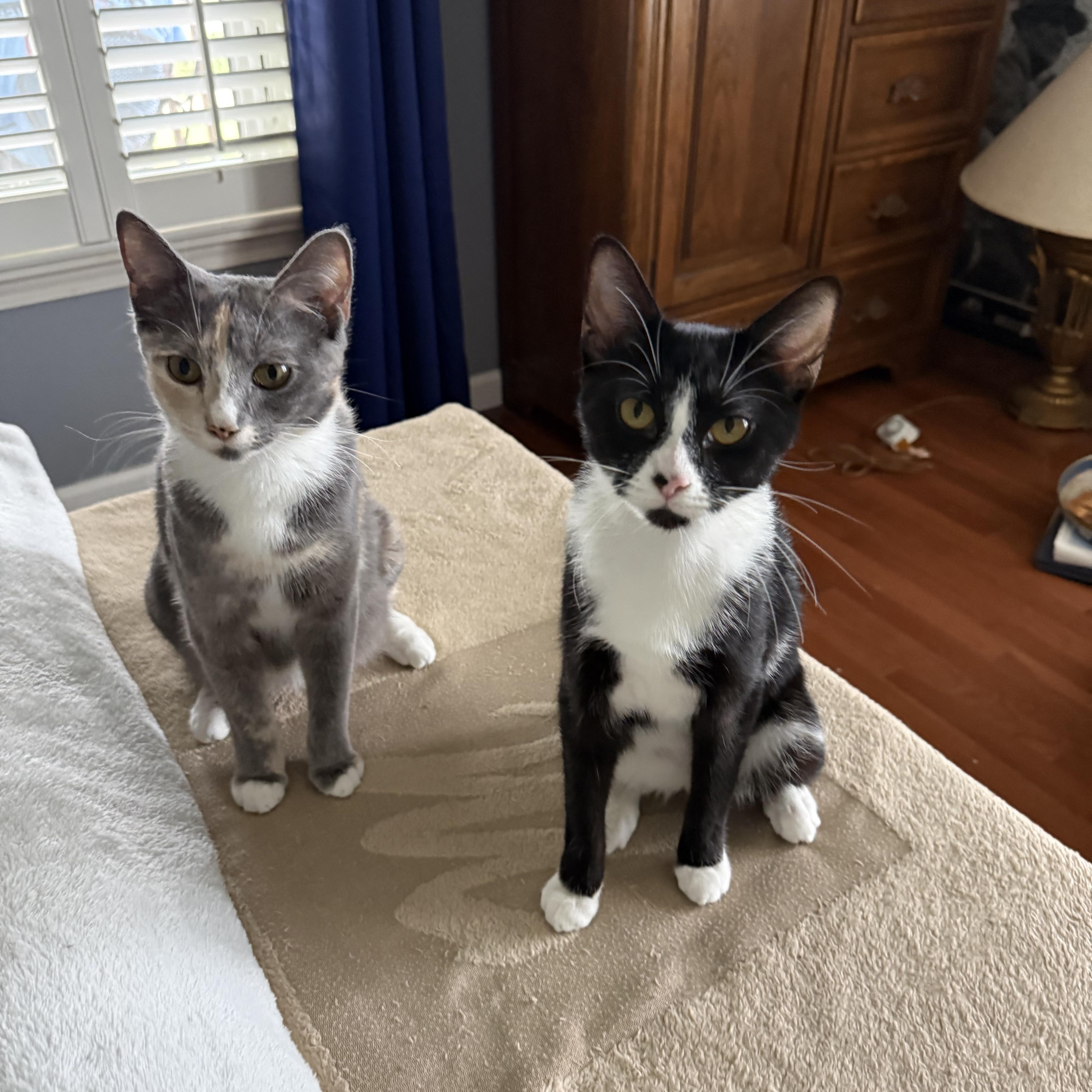 Enlarge Alice - Adopted, an adopted mixed breed in Knoxville, TN image 6/6