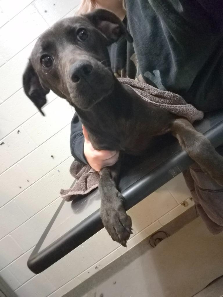 Enlarge UNPAID INTERN, a Adoptable mixed breed in Rome, GA image 1/2