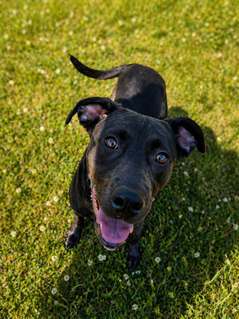 Enlarge UNPAID INTERN, a Adoptable mixed breed in Rome, GA image 2/2