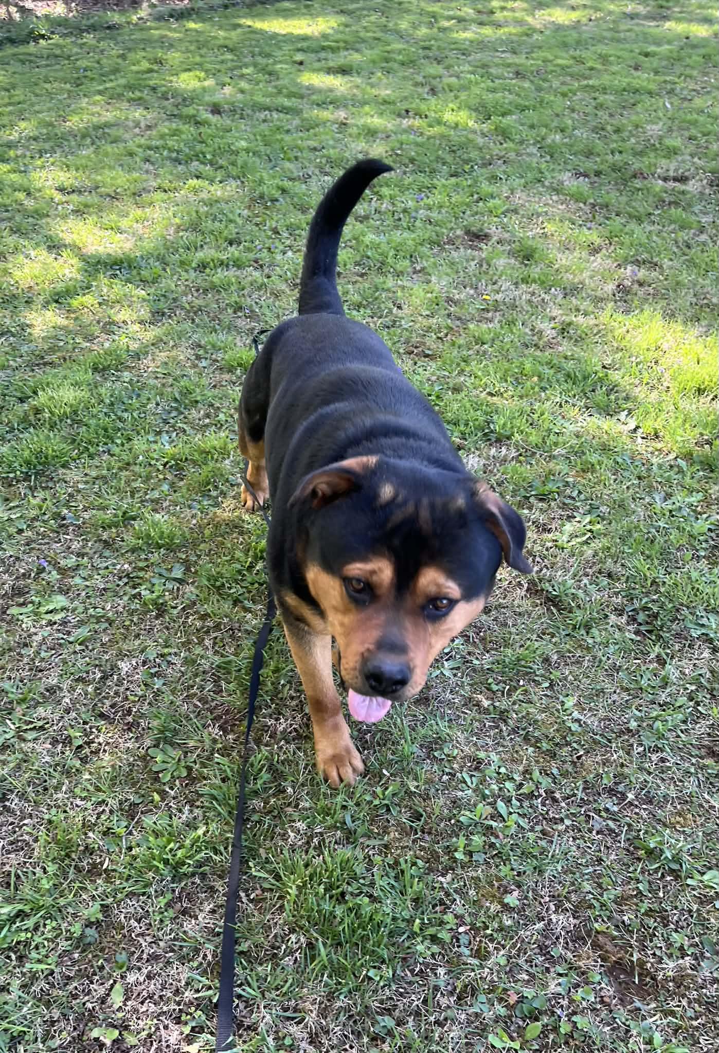 Enlarge Junior , a ADOPTABLE mixed breed in Danville, VA image 5/6