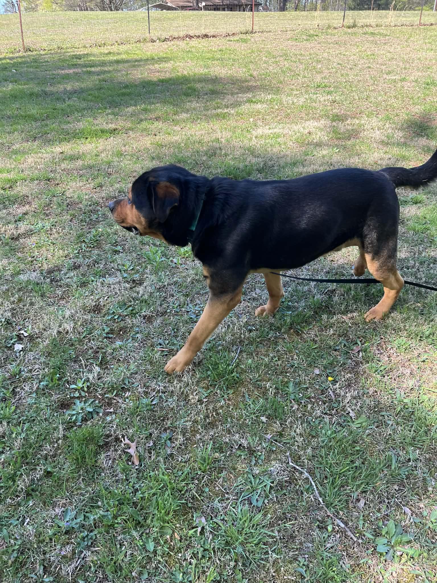 Enlarge Junior , a ADOPTABLE mixed breed in Danville, VA image 2/6