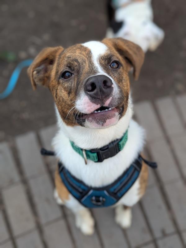 Aiden, Adoptable, Young Male Mixed Breed.