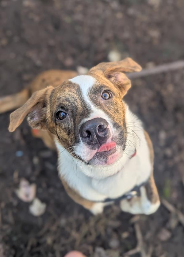 Enlarge Aiden, a Adoptable mixed breed in Santa Rosa, CA image 2/6