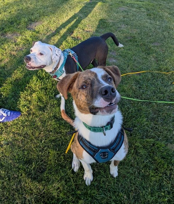 Enlarge Aiden, a Adoptable mixed breed in Santa Rosa, CA image 4/6