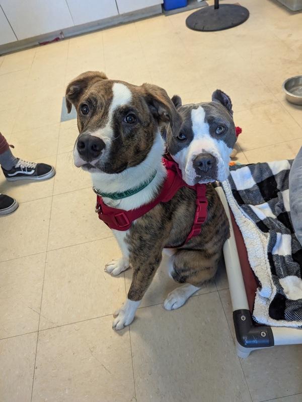 Enlarge Aiden, a Adoptable mixed breed in Santa Rosa, CA image 2/6