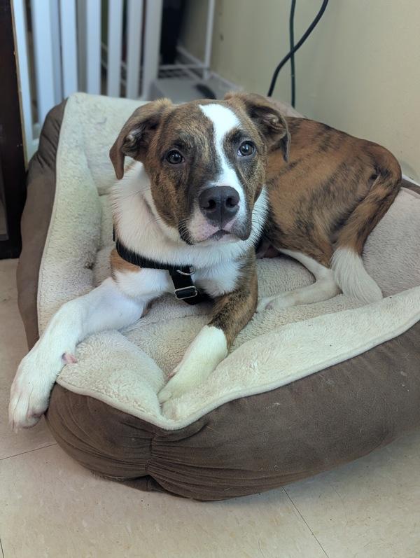 Enlarge Aiden, a Adoptable mixed breed in Santa Rosa, CA image 3/6